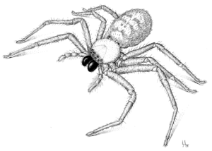 ARAN Sparassidae Delena cancerides f.png