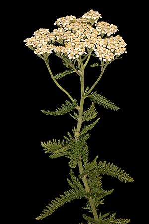 Achillea millefolium 5Dsr 9042