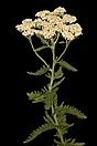 Achillea millefolium 5Dsr 9042.jpg