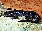 Ambystoma laterale.jpg