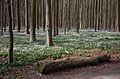 Anemones in Hallerbos Belgium