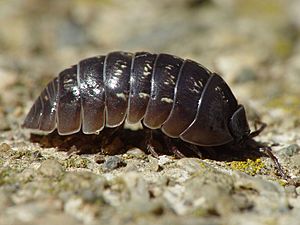 Armadillidium vulgare 001.jpg