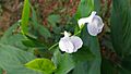 Arrowrootഃ plant flower 04