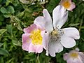 Aston Rowant - Dog Rose