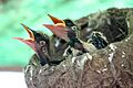 Australian Magpie-Lark chicks