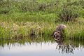 Beaver near Swan Lake (33797143245)