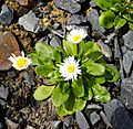 Bellis perennis 26598961