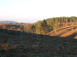 Blackdown Jan 3 09 004