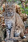 Bobcat at Columbus Zoo Boo.jpg