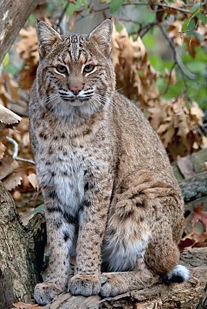 Bobcat at Columbus Zoo Boo.jpg