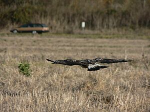 Buteo lagopus 29289