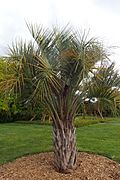 Butia capitata kz5.jpg