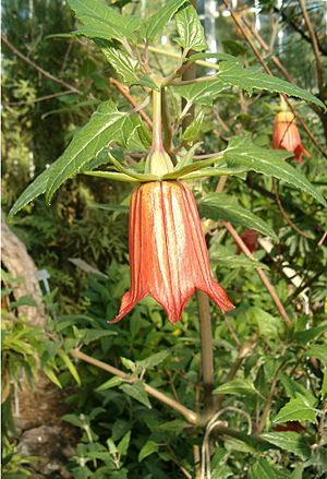 Canarina canariensis BotGardBln1105b.jpg