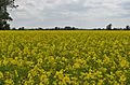 Canola field in Manitoba, Canada