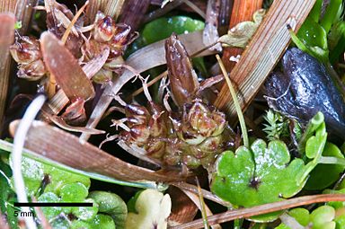 Carex berggrenii Petrie (AM AK330996-3)