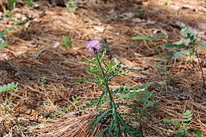 Cirsium repandum.jpg