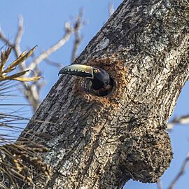 Collared aracari (Pteroglossus torquatus torquatus) in nest Los Tarrales