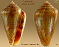 Conus guanche 2