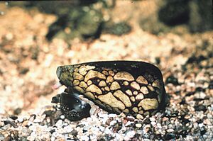 Conus marmoreus feeding on cowrie.jpg