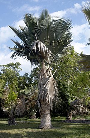 Copernicia fallaensis.jpg