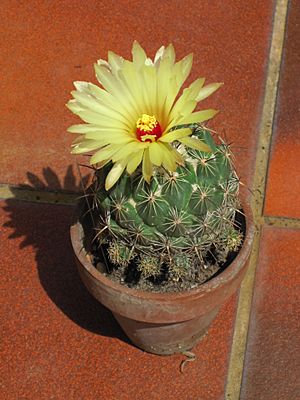 Coryphantha palmeri