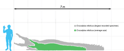 Crocodylus nile scale