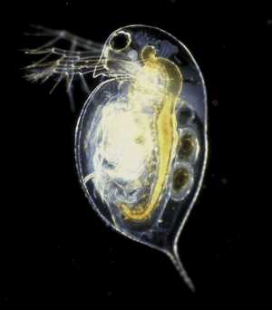 Daphnia pulex