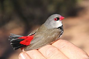 Diamond Firetail