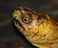 EasternBoxTurtle2010