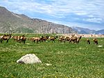 Elk on Flattop Mountain.jpg