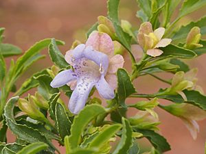 Eremophila crenulata (leaves and flowers).jpg