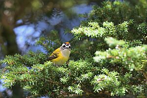 Flamecrest (Regulus goodfellowi)