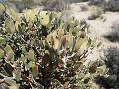 Flickr - brewbooks - Simmondsia chinensis (Jojoba)