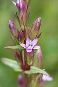 Gentianella amarella