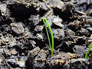 Germinating scallion