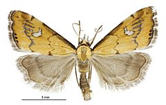 Glaucocharis lepidella male.jpg