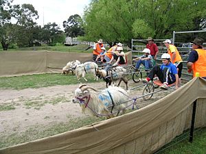 Goat racing