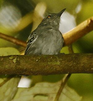 Gray Antwren