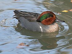 Green-winged Teal RWD9