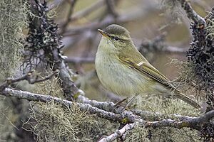 Greenish Warbler Sikkim India 11.05.2014.jpg