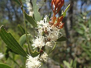 Hakea laevipes flowers.jpg