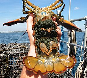 Homarus americanus eggs