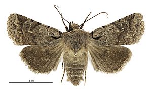 Homohadena fortis female.jpg