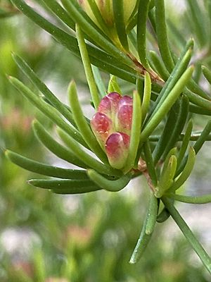 Homoranthus montanus bud