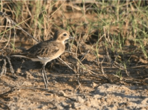 Juvenile Kittlitz's Plover in Madagascar