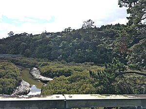 View of Bayview from the Kaipatiki Creek