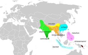 LaniusSchachMap.svg