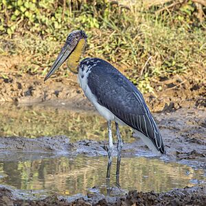 Lesser adjutant (Leptoptilos javanicus) Yala