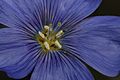 Linum lewisii 9620