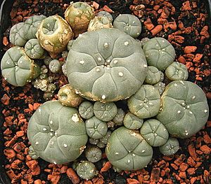 Lophophora williamsii ies